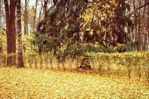 temps d'automne automne doré photo
