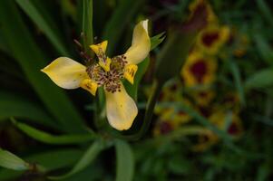 proche en haut de Jaune iris fleur photo