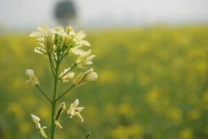 moutarde fleur dans bangladesh photo