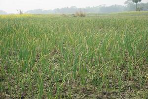 oignon semis avoir été planté dans agricole atterrir. dont Nom est guti oignon photo