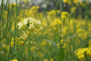 moutarde fleur dans bangladesh photo