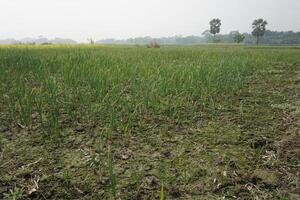 oignon semis avoir été planté dans agricole atterrir. dont Nom est guti oignon photo