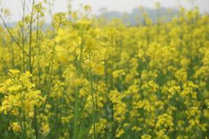 moutarde fleur dans bangladesh photo