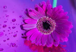 un violet gerbera sur néon violet arrière-plan, proche angle, printemps humeur, fleur photo
