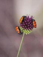 multicolore coléoptères sur une violet sauvage oignon fermer Naturel Contexte photo