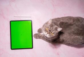 une chat est assis sur une table suivant à une tablette avec vert filtrer, une animal de compagnie ordres nourriture photo