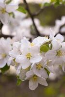 épanouissement Pomme arbre branche avec blanc fleurs, de bonne heure printemps, magnifique la nature photo