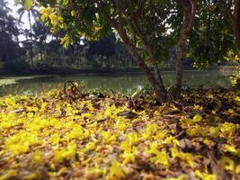 déchue l'automne fleurs et feuilles sur sol bureau fond d'écran 4k la nature Contexte photo