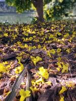 mobile fond d'écran de déchue feuilles sur sol la nature Contexte photo