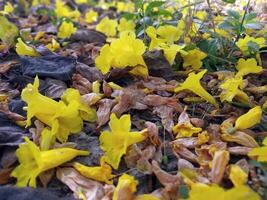 paysage de déchue fleurs sur la nature Contexte photo