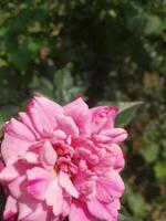 Rose proche en haut vue de côté Célibataire fleur photo