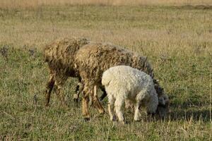 moutons dans les pâturages photo