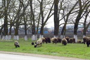 le mouton pâturer sur le côté de le route près le des arbres photo