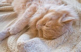 fermer de une marrant gingembre chat en train de dormir sur une tricoté chandail à maison. photo