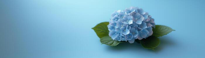 ai généré bleu hortensia fleur dans plein Floraison sur bleu arrière-plan, capturer le essence de printemps et été avec une vibrant tableau de fleurs. photo