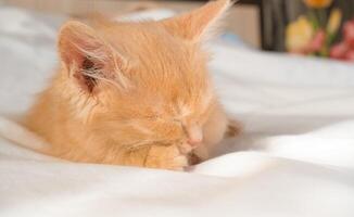 mignonne peu gingembre chaton dort sur une blanc couverture photo