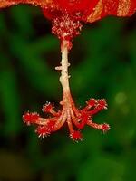 magnifique épanouissement fleur dans jardin photo