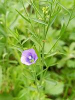 magnifique épanouissement fleur dans jardin photo