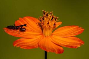 magnifique épanouissement fleur photo