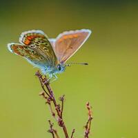 fermer la photographie de papillon mignonne papillon photo