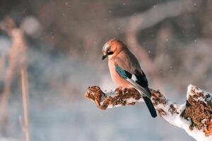 mignonne oiseau la photographie, sauvage oiseau la nature Contexte photo