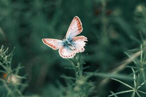 fermer la photographie de papillon mignonne papillon photo