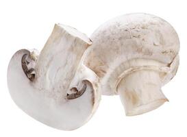 champignon isolé sur fond blanc photo