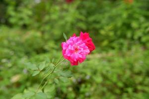 Rosa fleurs sont rouge sur une vert Contexte photo