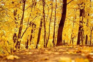 automne doré photo