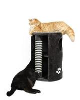 deux chats jouant avec un grattoir pour chat