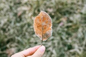 Feuille d'automne dans la main d'une femme sur fond d'herbe verte floue