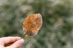 Feuille d'automne dans la main d'une femme sur fond d'herbe verte floue photo