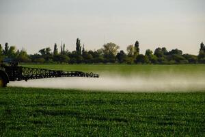 tracteur avec le Aidez-moi de une pulvérisateur Vaporisateurs liquide les engrais sur Jeune blé dans le champ. photo