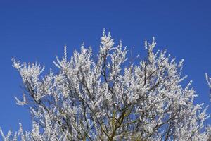 printemps floraison des arbres. pollinisation de fleurs de abricot. Floraison photo