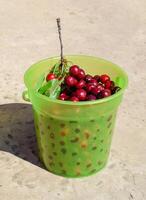 cerises dans une Plastique vert seau. mûr rouge sucré Cerise photo