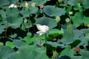 étang avec lotus. lotus dans le croissance saison. décoratif les plantes dans le étang photo