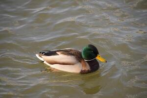 canards nager dans le étang. sauvage colvert canard. drakes et femelles photo