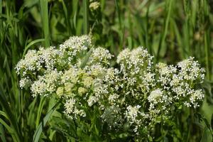 lépidium drave blanc fleurs photo