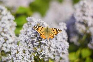 papillon Vanessa cardui sur lilas fleurs. pollinisation épanouissement lilas. photo