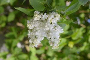 blanc lilas. magnifique violet lilas fleurs en plein air. photo