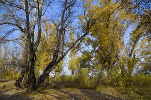 l'automne peuplier des arbres cabanon leur feuilles. tomber dans la nature photo