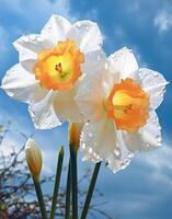 ai généré blanc jonquilles dans le pluie gouttes photo