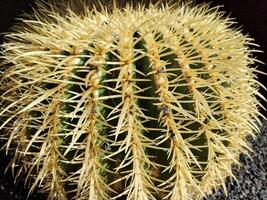 explorer de Lanzarote étourdissant cactus jardins, où le vibrant teintes et varié formes de ces les plantes créer une fascinant tapisserie de désert vie. photo