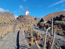 explorer de Lanzarote étourdissant cactus jardins, où le vibrant teintes et varié formes de ces les plantes créer une fascinant tapisserie de désert vie. photo