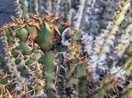 explorer de Lanzarote étourdissant cactus jardins, où le vibrant teintes et varié formes de ces les plantes créer une fascinant tapisserie de désert vie. photo