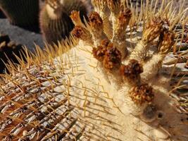 explorer de Lanzarote étourdissant cactus jardins, où le vibrant teintes et varié formes de ces les plantes créer une fascinant tapisserie de désert vie. photo