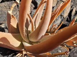 explorer de Lanzarote étourdissant cactus jardins, où le vibrant teintes et varié formes de ces les plantes créer une fascinant tapisserie de désert vie. photo