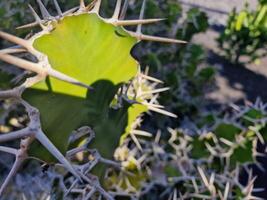 explorer de Lanzarote étourdissant cactus jardins, où le vibrant teintes et varié formes de ces les plantes créer une fascinant tapisserie de désert vie. photo