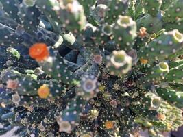 explorer de Lanzarote étourdissant cactus jardins, où le vibrant teintes et varié formes de ces les plantes créer une fascinant tapisserie de désert vie. photo