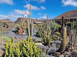 explorer de Lanzarote étourdissant cactus jardins, où le vibrant teintes et varié formes de ces les plantes créer une fascinant tapisserie de désert vie. photo
